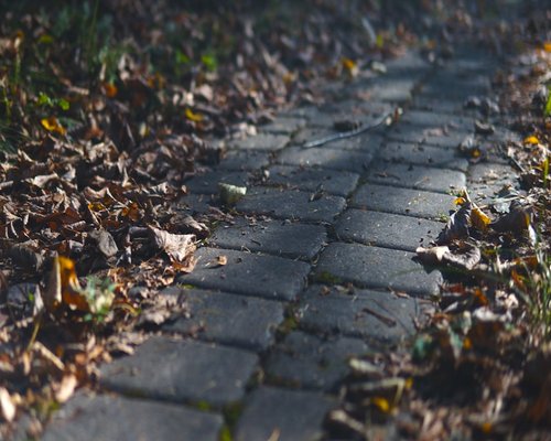 Shoes walking slowly on a paved path surrounded by autumn leaves